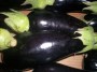 Aubergine 