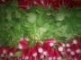 radis botte (pieces)
