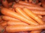 Carotte
